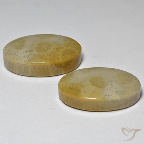 Shop natural 29.14ct Multicolore Corail fossile gems, ovale, from Indonésie at GemSelect. In stock, global shipping!