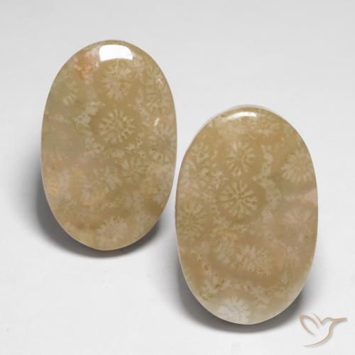 Shop natural 28.25ct Multicolore Corail fossile gems, ovale, from Indonésie at GemSelect. In stock, global shipping!