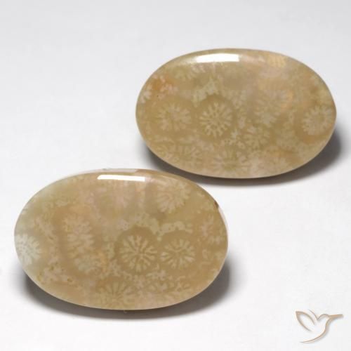 Shop natural 28.25ct Multicolore Corail fossile gems, ovale, from Indonésie at GemSelect. In stock, global shipping!