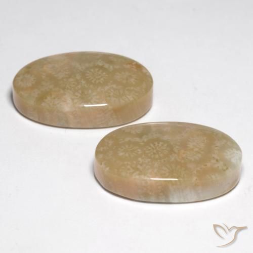 Shop natural 28.25ct Multicolore Corail fossile gems, ovale, from Indonésie at GemSelect. In stock, global shipping!