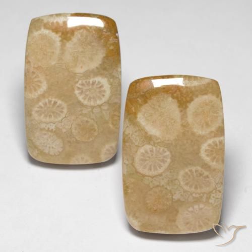 Shop natural 29.92ct Multicolore Corail fossile gems, Coussin, from Indonésie at GemSelect. In stock, global shipping!