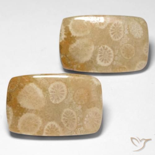 Shop natural 29.92ct Multicolore Corail fossile gems, Coussin, from Indonésie at GemSelect. In stock, global shipping!