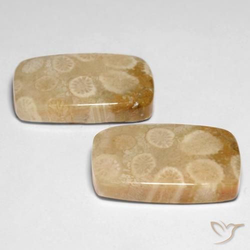 Shop natural 29.92ct Multicolore Corail fossile gems, Coussin, from Indonésie at GemSelect. In stock, global shipping!