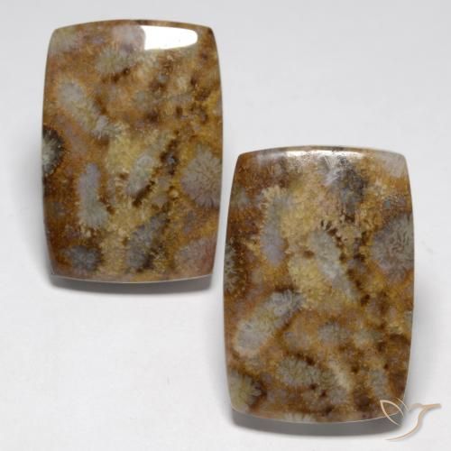 Shop natural 27.29ct Multicolore corail fossile gems, Coussin, from Indonésie at GemSelect. In stock, global shipping!