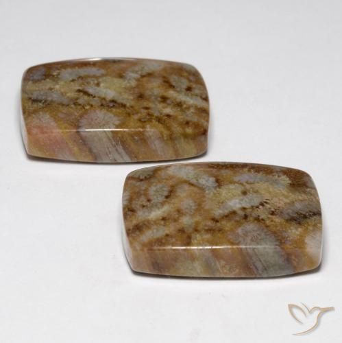 Shop natural 27.29ct Multicolore corail fossile gems, Coussin, from Indonésie at GemSelect. In stock, global shipping!