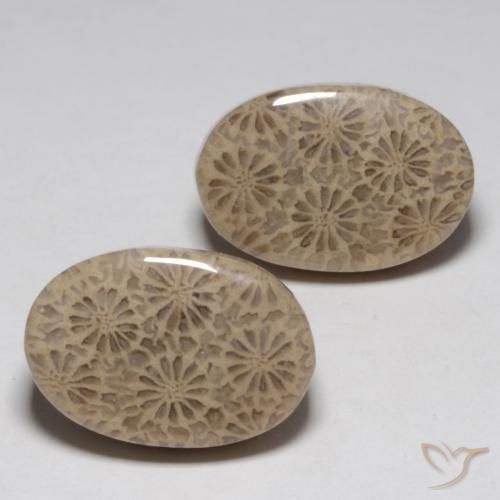 Shop natural 23.02ct Multicolore Corail fossile gems, ovale, from Indonésie at GemSelect. In stock, global shipping!