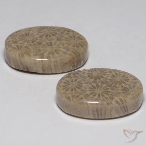 Shop natural 23.02ct Multicolore Corail fossile gems, ovale, from Indonésie at GemSelect. In stock, global shipping!