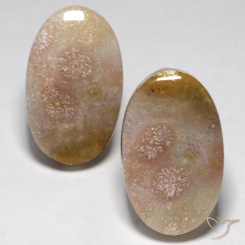 23.48ctw Naturel Multicolore Corail fossile, ovale, Opaque