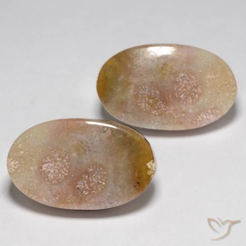 Shop natural 23.48ct Multicolore corail fossile gems, ovale, from Indonésie at GemSelect. In stock, global shipping!