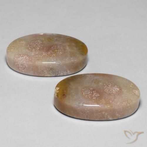 Shop natural 23.48ct Multicolore corail fossile gems, ovale, from Indonésie at GemSelect. In stock, global shipping!