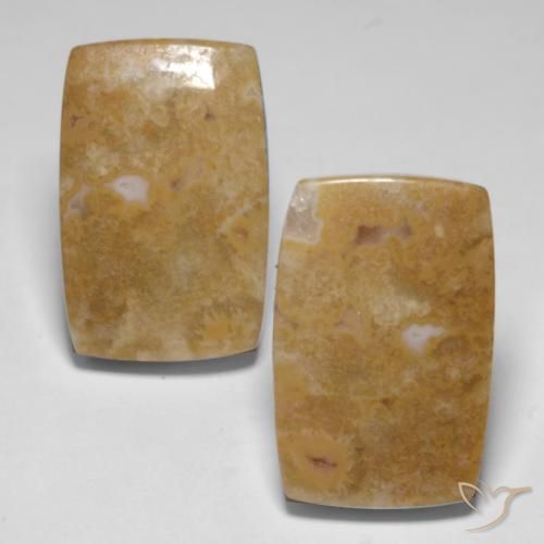 Shop natural 29.09ct Multicolore Corail fossile gems, Coussin, from Indonésie at GemSelect. In stock, global shipping!