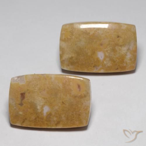 Shop natural 29.09ct Multicolore Corail fossile gems, Coussin, from Indonésie at GemSelect. In stock, global shipping!