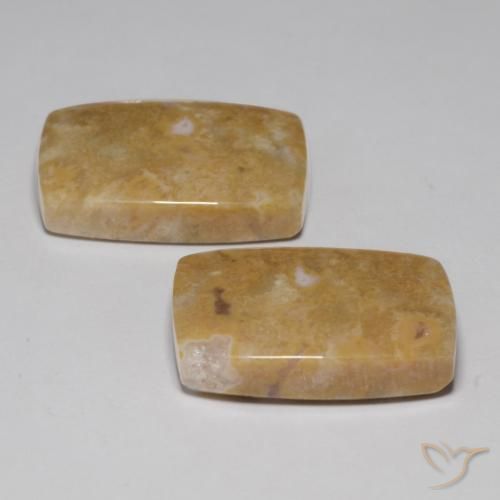 Shop natural 29.09ct Multicolore Corail fossile gems, Coussin, from Indonésie at GemSelect. In stock, global shipping!