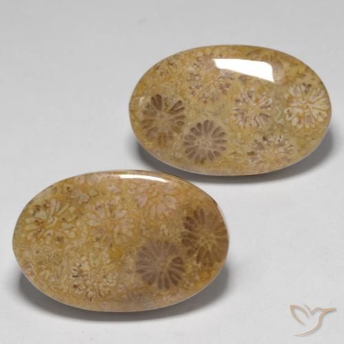 Shop natural 23.14ct Multicolore Corail fossile gems, ovale, from Indonésie at GemSelect. In stock, global shipping!
