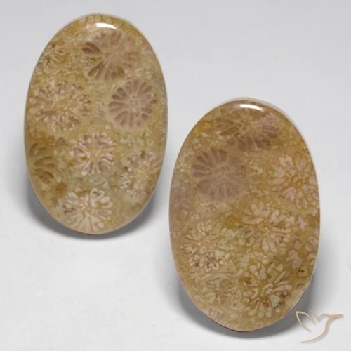 Shop natural 23.14ct Multicolore Corail fossile gems, ovale, from Indonésie at GemSelect. In stock, global shipping!