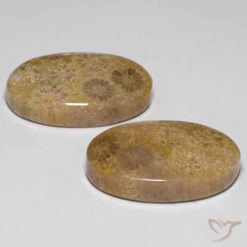 Shop natural 23.14ct Multicolore Corail fossile gems, ovale, from Indonésie at GemSelect. In stock, global shipping!