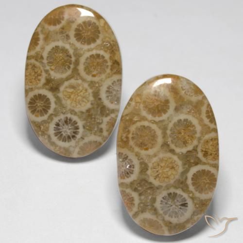 23.45ctw Naturel Multicolore Corail fossile, ovale, Opaque