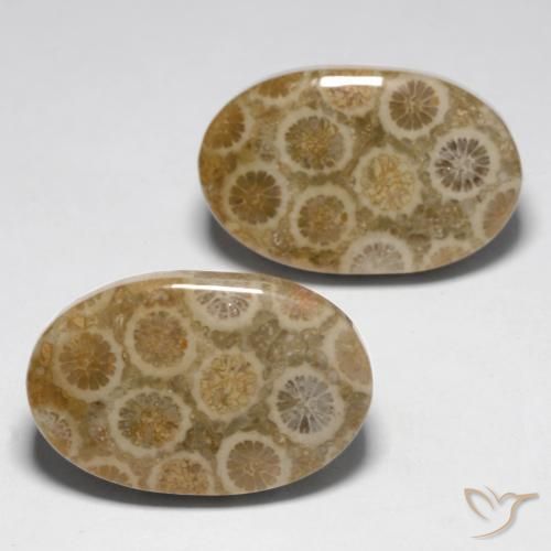 Shop natural 23.45ct Multicolore corail fossile gems, ovale, from Indonésie at GemSelect. In stock, global shipping!