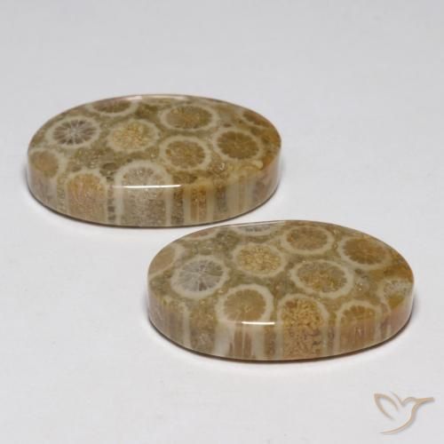 Shop natural 23.45ct Multicolore corail fossile gems, ovale, from Indonésie at GemSelect. In stock, global shipping!