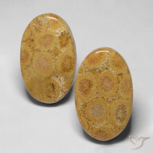 Shop natural 28.19ct Multicolore Corail fossile gems, ovale, from Indonésie at GemSelect. In stock, global shipping!