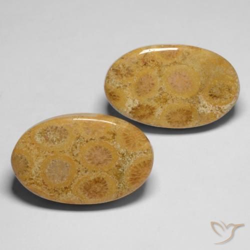 Shop natural 28.19ct Multicolore Corail fossile gems, ovale, from Indonésie at GemSelect. In stock, global shipping!
