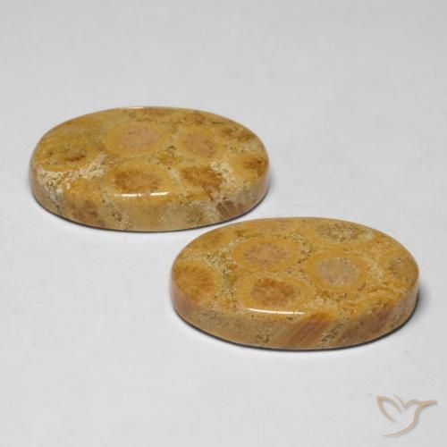 Shop natural 28.19ct Multicolore Corail fossile gems, ovale, from Indonésie at GemSelect. In stock, global shipping!