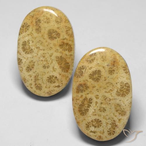 Shop natural 27.37ct Multicolore Corail fossile gems, ovale, from Indonésie at GemSelect. In stock, global shipping!