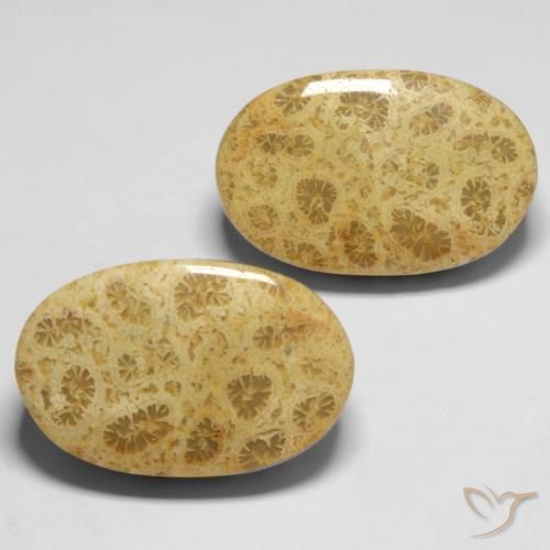 Shop natural 27.37ct Multicolore Corail fossile gems, ovale, from Indonésie at GemSelect. In stock, global shipping!
