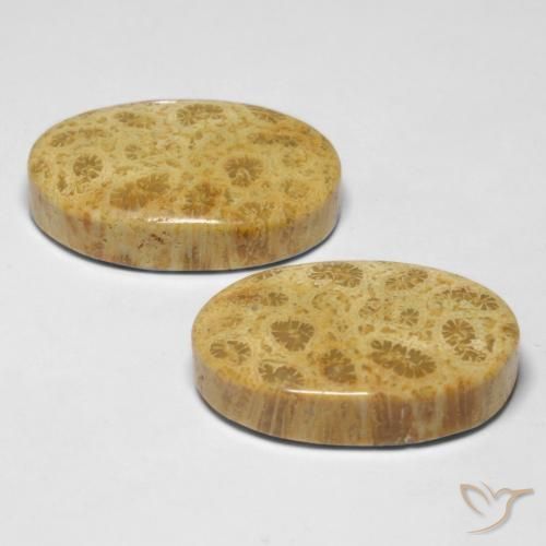 Shop natural 27.37ct Multicolore Corail fossile gems, ovale, from Indonésie at GemSelect. In stock, global shipping!