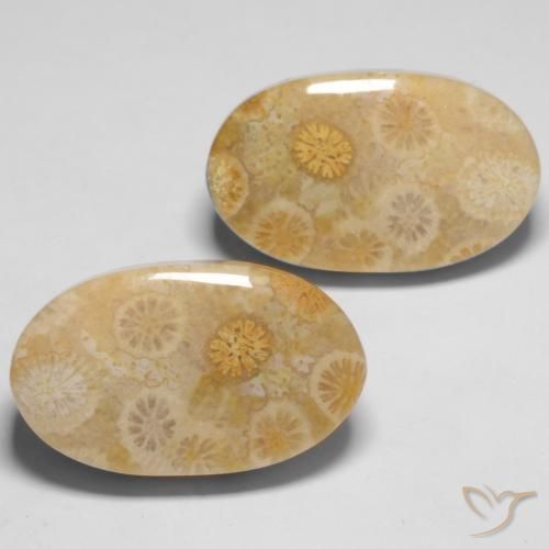 Shop natural 29.05ct Multicolore corail fossile gems, ovale, from Indonésie at GemSelect. In stock, global shipping!