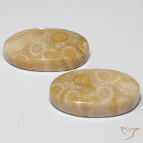 Shop natural 29.05ct Multicolore corail fossile gems, ovale, from Indonésie at GemSelect. In stock, global shipping!