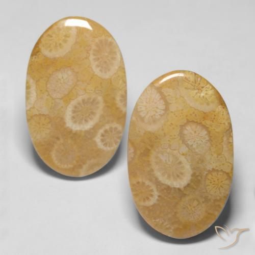 Shop natural 20.47ct Multicolore Corail fossile gems, ovale, from Indonésie at GemSelect. In stock, global shipping!