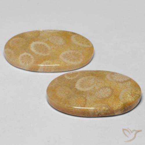Shop natural 20.47ct Multicolore Corail fossile gems, ovale, from Indonésie at GemSelect. In stock, global shipping!