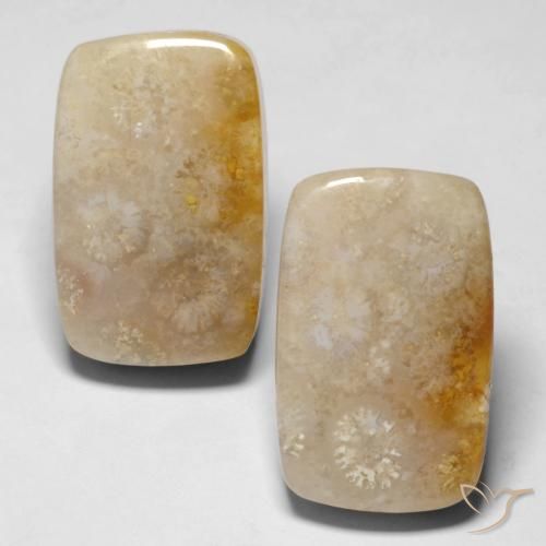 Shop natural 29.43ct Multicolore Corail fossile gems, Coussin, from Indonésie at GemSelect. In stock, global shipping!