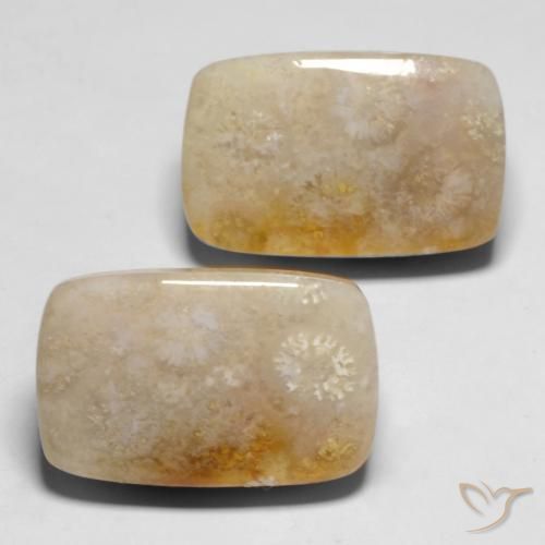 Shop natural 29.43ct Multicolore Corail fossile gems, Coussin, from Indonésie at GemSelect. In stock, global shipping!