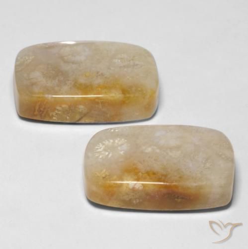 Shop natural 29.43ct Multicolore Corail fossile gems, Coussin, from Indonésie at GemSelect. In stock, global shipping!
