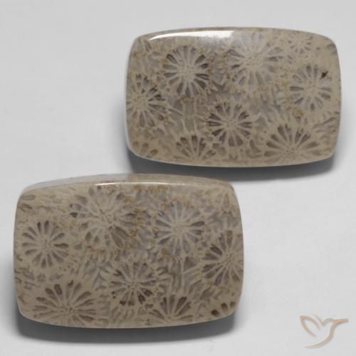 Shop natural 33.45ct Multicolore corail fossile gems, Coussin, from Indonésie at GemSelect. In stock, global shipping!