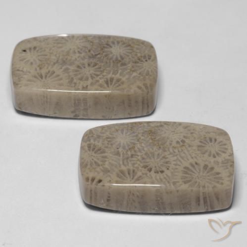 Shop natural 33.45ct Multicolore corail fossile gems, Coussin, from Indonésie at GemSelect. In stock, global shipping!