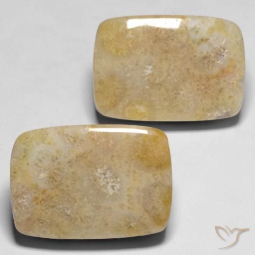 Shop natural 30.53ct Multicolore corail fossile gems, Coussin, from Indonésie at GemSelect. In stock, global shipping!