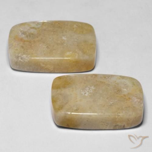 Shop natural 30.53ct Multicolore corail fossile gems, Coussin, from Indonésie at GemSelect. In stock, global shipping!