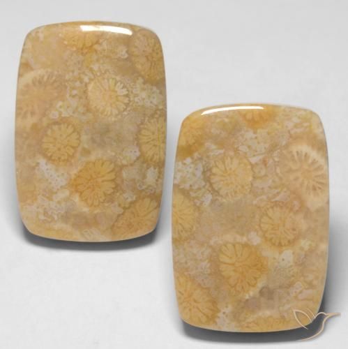 Shop natural 28.65ct Multicolore Corail fossile gems, Coussin, from Indonésie at GemSelect. In stock, global shipping!