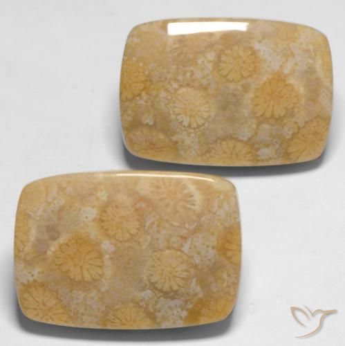 Shop natural 28.65ct Multicolore Corail fossile gems, Coussin, from Indonésie at GemSelect. In stock, global shipping!