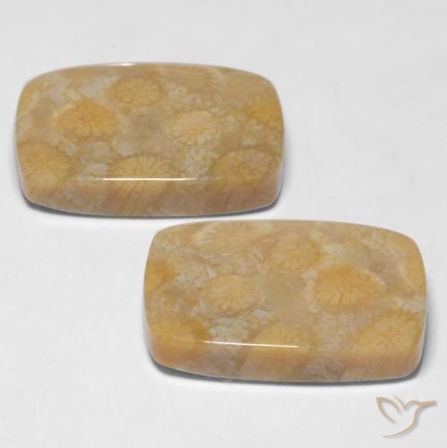 Shop natural 28.65ct Multicolore Corail fossile gems, Coussin, from Indonésie at GemSelect. In stock, global shipping!