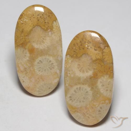 19.32ctw Naturel Multicolore corail fossile, ovale, Opaque