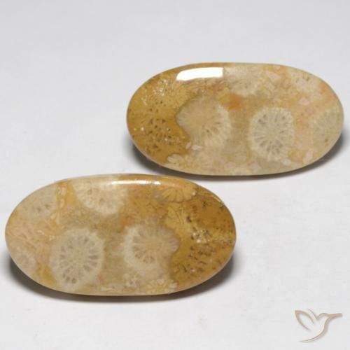Shop natural 19.32ct Multicolore corail fossile gems, ovale, from Indonésie at GemSelect. In stock, global shipping!