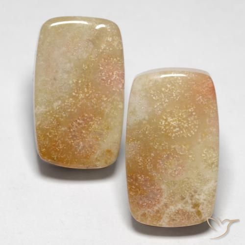 Shop natural 28.47ct Multicolore Corail fossile gems, Coussin, from Indonésie at GemSelect. In stock, global shipping!