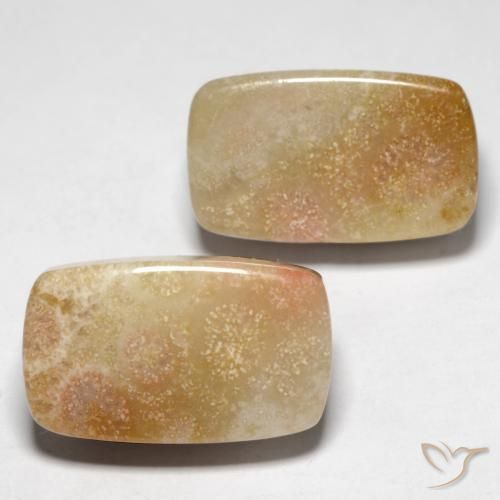 Shop natural 28.47ct Multicolore Corail fossile gems, Coussin, from Indonésie at GemSelect. In stock, global shipping!