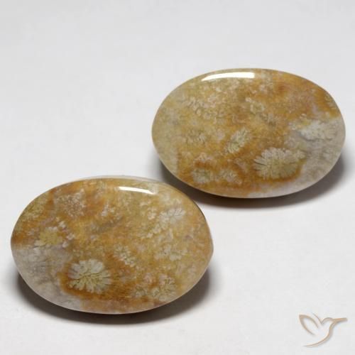 Shop natural 23.76ct Multicolore corail fossile gems, ovale, from Indonésie at GemSelect. In stock, global shipping!