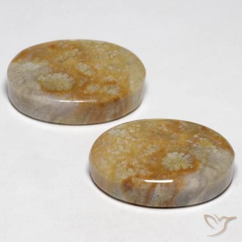 Shop natural 23.76ct Multicolore corail fossile gems, ovale, from Indonésie at GemSelect. In stock, global shipping!