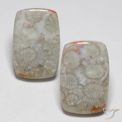 Shop natural 23.76ct Multicolore Corail fossile gems, Coussin, from Indonésie at GemSelect. In stock, global shipping!